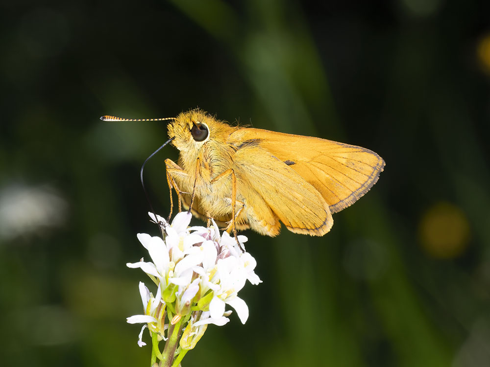 Hesperiidae da determinare